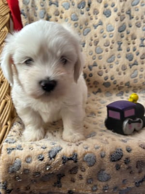 Les chiots de Coton de Tulear