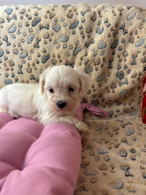 Les chiots de Coton de Tulear
