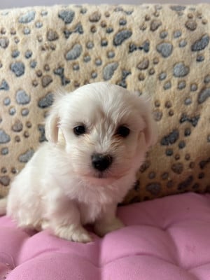 Les chiots de Coton de Tulear