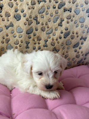 Les chiots de Coton de Tulear