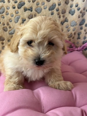 Les chiots de Bichon Havanais