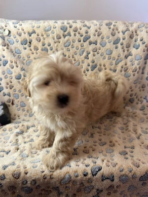 Les chiots de Bichon Havanais