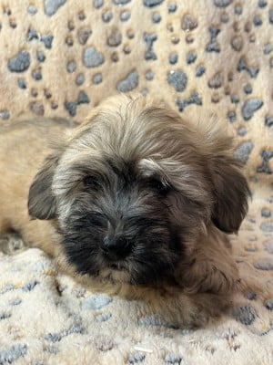 Les chiots de Bichon Havanais