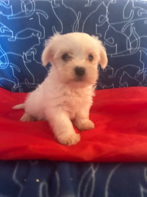 Les chiots de Bichon maltais