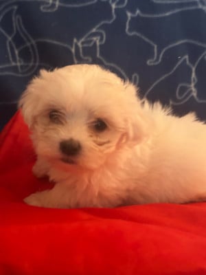 Les chiots de Bichon maltais