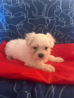 Les chiots de Bichon maltais