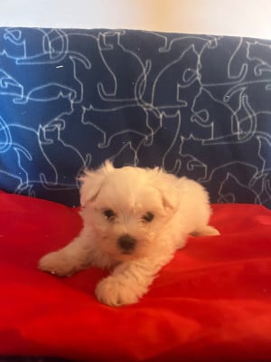 Les chiots de Bichon maltais