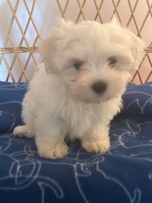 Les chiots de Bichon maltais