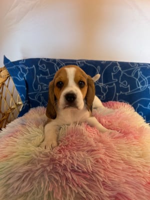 Les chiots de Beagle