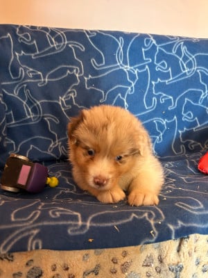 Les chiots de Berger Australien
