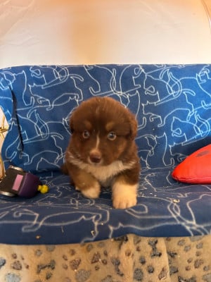 Les chiots de Berger Australien
