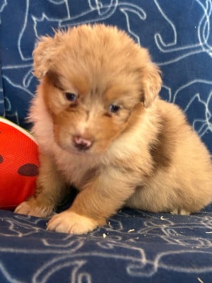 Les chiots de Berger Australien