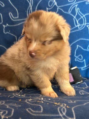Les chiots de Berger Australien