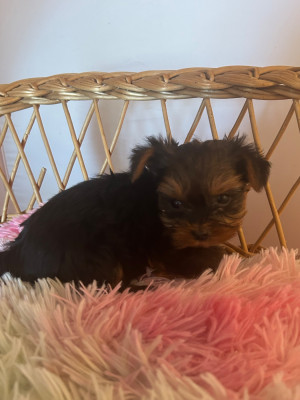 Les chiots de Yorkshire Terrier