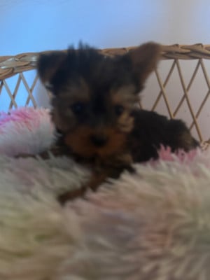 Les chiots de Yorkshire Terrier