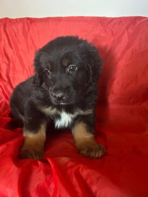 Les chiots de Hovawart