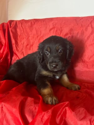 Les chiots de Hovawart