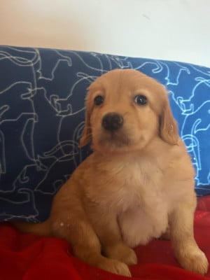 Les chiots de Hovawart