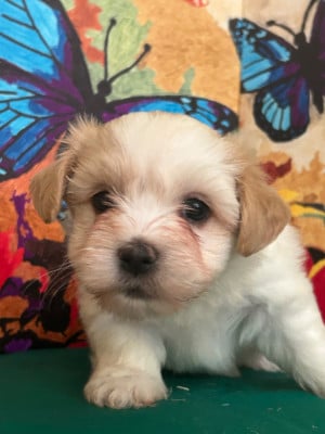 Les chiots de Bichon Havanais