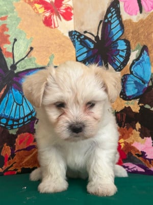 Les chiots de Bichon Havanais