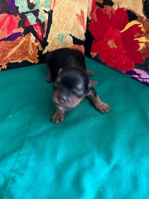 Les chiots de Yorkshire Terrier