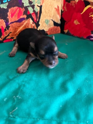 Les chiots de Yorkshire Terrier