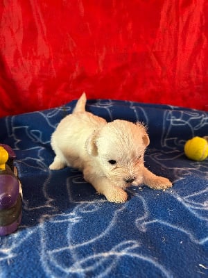 Les chiots de Coton de Tulear