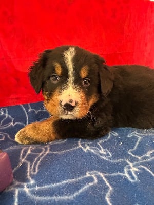 Les chiots de Bouvier Bernois