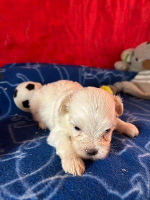 Les chiots de Coton de Tulear