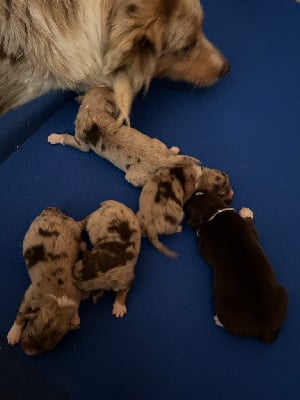Les chiots de Berger Australien