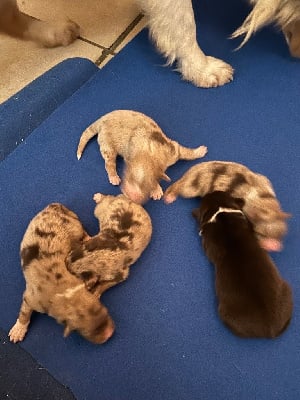 Les chiots de Berger Australien