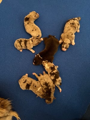 Les chiots de Berger Australien