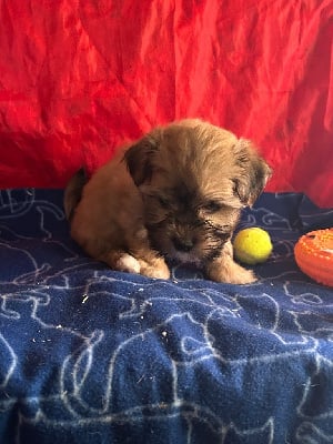 Les chiots de Bichon Havanais