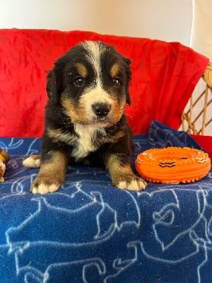 Les chiots de Bouvier Bernois