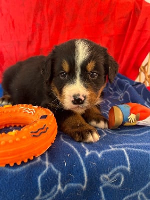 Les chiots de Bouvier Bernois