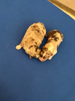 Les chiots de Berger Australien