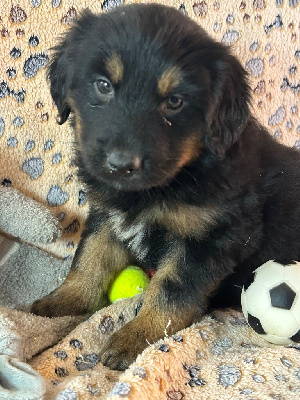 Les chiots de Hovawart