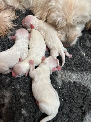 Les chiots de Coton de Tulear