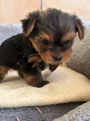 Les chiots de Yorkshire Terrier