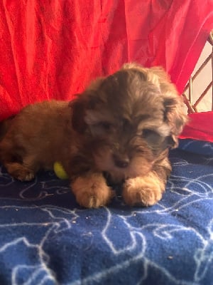 Les chiots de Bichon Havanais