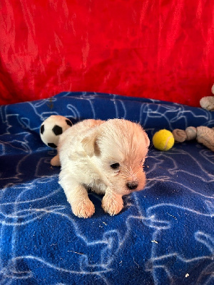 Les chiots de Coton de Tulear