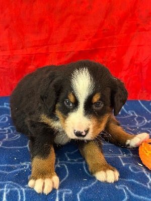 Les chiots de Bouvier Bernois