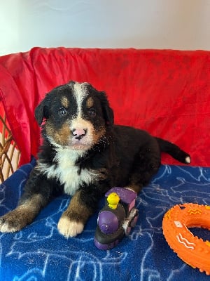 Les chiots de Bouvier Bernois