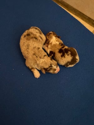 Les chiots de Berger Australien