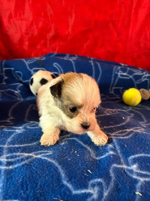 Les chiots de Coton de Tulear