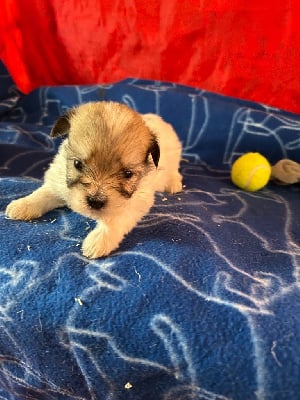 Les chiots de Coton de Tulear