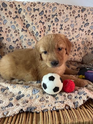 Les chiots de Hovawart