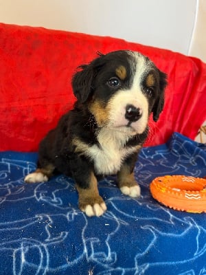 Les chiots de Bouvier Bernois