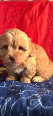 Les chiots de Bichon Havanais