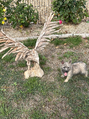 Les chiots de Cairn Terrier